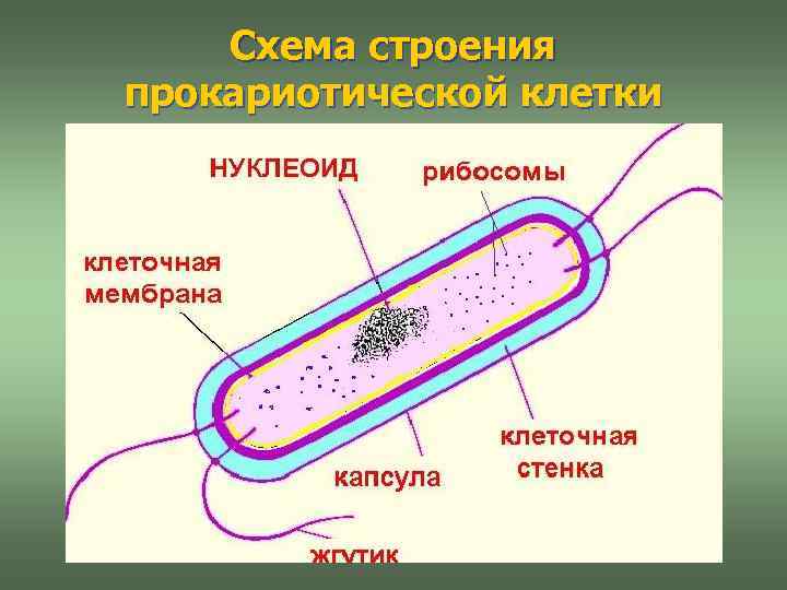 Схема строения прокариотической клетки 