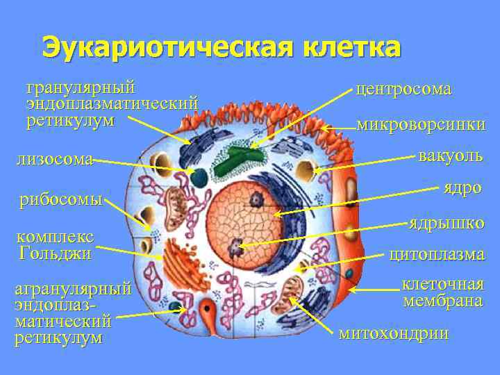 Эукариотическая клетка гранулярный эндоплазматический ретикулум лизосома рибосомы комплекс Гольджи агранулярный эндоплазматический ретикулум центросома микроворсинки