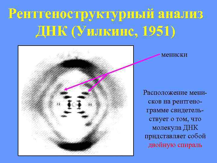 Рентгеноструктурный анализ ДНК (Уилкинс, 1951) мениски Расположение менисков на рентгенограмме свидетельствует о том, что