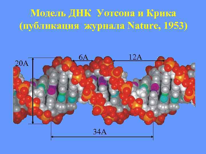 Модель ДНК Уотсона и Крика (публикация журнала Nature, 1953) 20 А 12 А 6