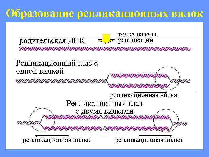 Образование репликационных вилок родительская ДНК точка начала репликации Репликационный глаз с одной вилкой репликационная