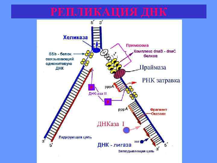 РЕПЛИКАЦИЯ ДНК - лигаза 