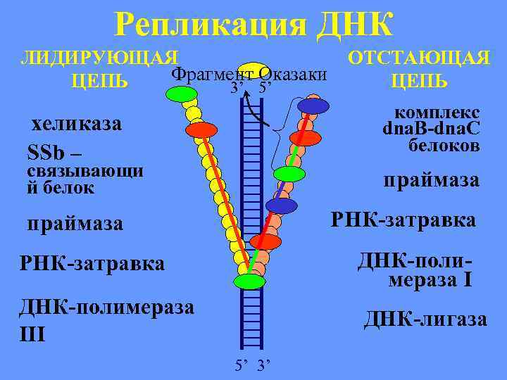 Репликация ДНК ЛИДИРУЮЩАЯ Фрагмент Оказаки ЦЕПЬ 3’ 5’ ОТСТАЮЩАЯ ЦЕПЬ комплекс dna. B-dna. C
