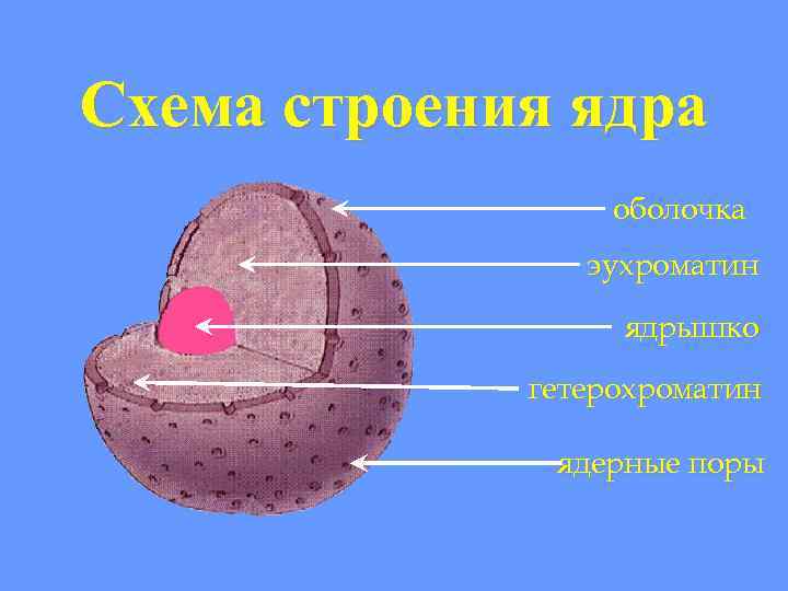 Схема строения ядра оболочка эухроматин ядрышко гетерохроматин ядерные поры 
