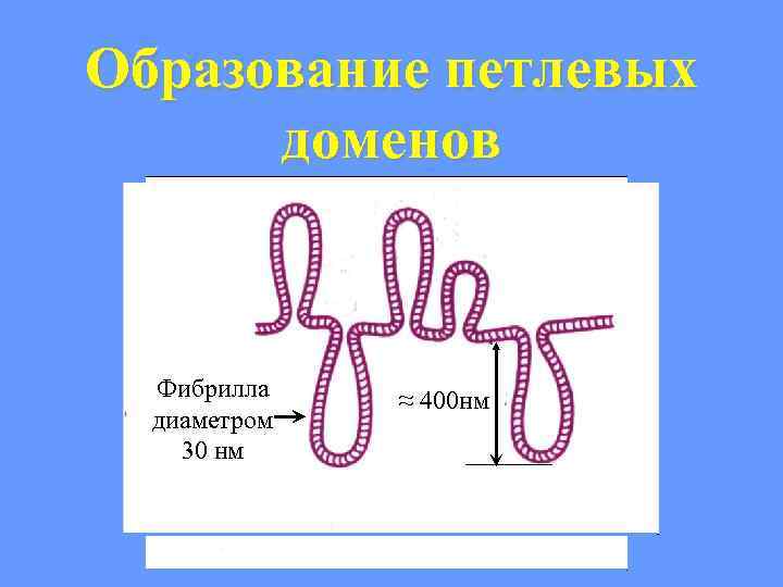 Образование петлевых доменов 20 000 – 80 000 пар оснований Фибрилла диаметром 30 нм