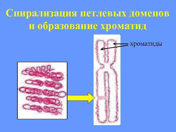 Спирализация петлевых доменов и образование хроматиды 
