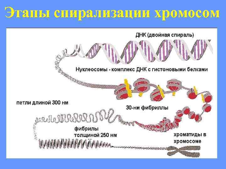 Этапы спирализации хромосом 