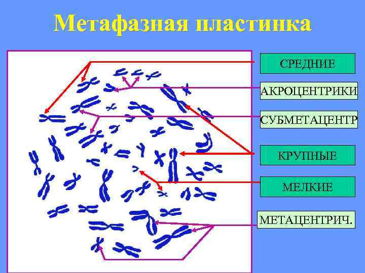 Метафазная пластинка СРЕДНИЕ АКРОЦЕНТРИКИ СУБМЕТАЦЕНТР КРУПНЫЕ МЕЛКИЕ МЕТАЦЕНТРИЧ. 
