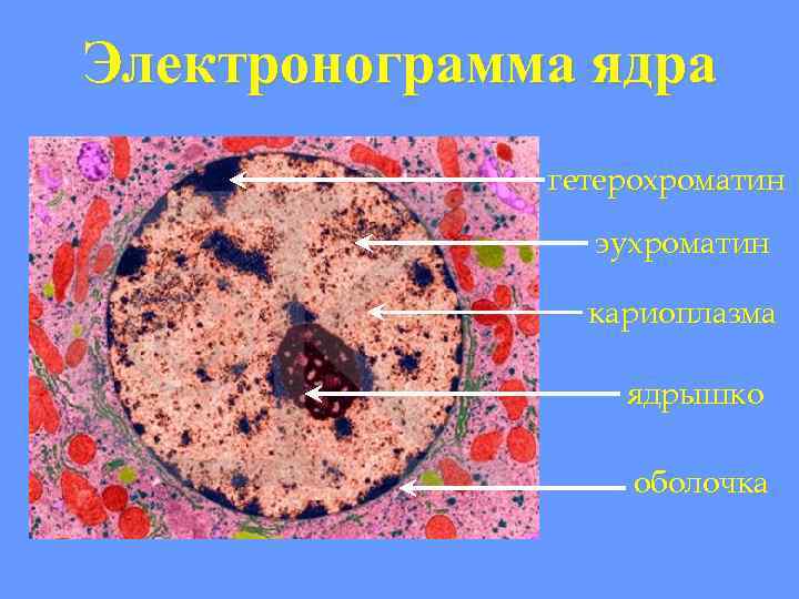 Электронограмма ядра гетерохроматин эухроматин кариоплазма ядрышко оболочка 