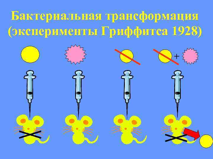 Бактериальная трансформация (эксперименты Гриффитса 1928) + 