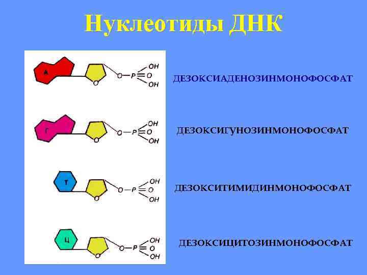 Нуклеотиды ДНК ДЕЗОКСИАДЕНОЗИНМОНОФОСФАТ ДЕЗОКСИГУНОЗИНМОНОФОСФАТ ДЕЗОКСИТИМИДИНМОНОФОСФАТ ДЕЗОКСИЦИТОЗИНМОНОФОСФАТ 