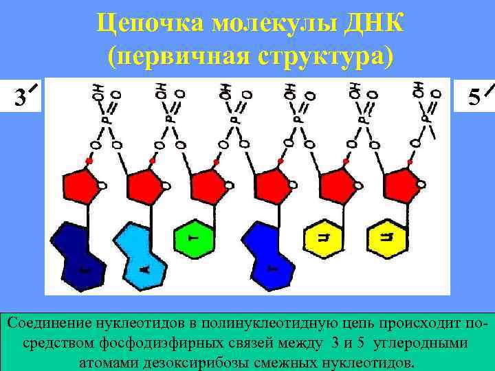 Цепочка молекулы ДНК (первичная структура) 3 5 Соединение нуклеотидов в полинуклеотидную цепь происходит посредством