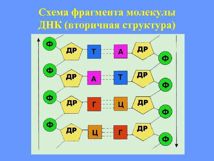 Схема фрагмента молекулы ДНК (вторичная структура) 
