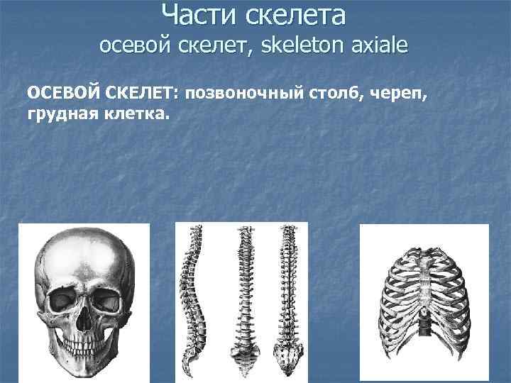 Части скелета осевой скелет, skeleton axiale ОСЕВОЙ СКЕЛЕТ: позвоночный столб, череп, грудная клетка. 