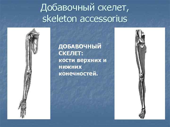 Добавочный скелет, skeleton accessorius ДОБАВОЧНЫЙ СКЕЛЕТ: кости верхних и нижних конечностей. 