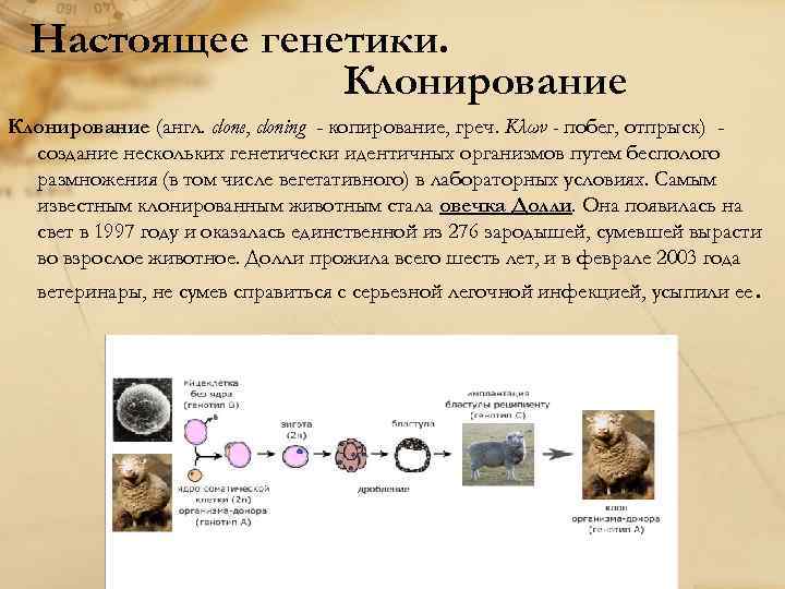 Настоящее генетики. Клонирование (англ. clone, cloning - копирование, греч. Κλων - побег, отпрыск) создание