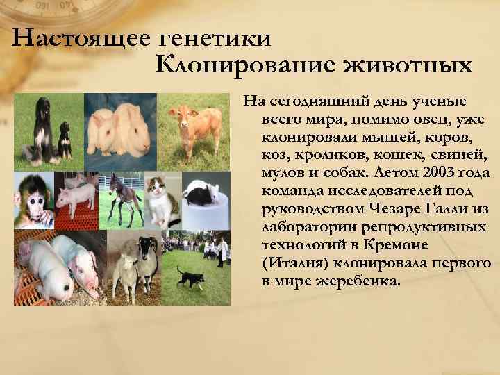 Настоящее генетики Клонирование животных На сегодняшний день ученые всего мира, помимо овец, уже клонировали