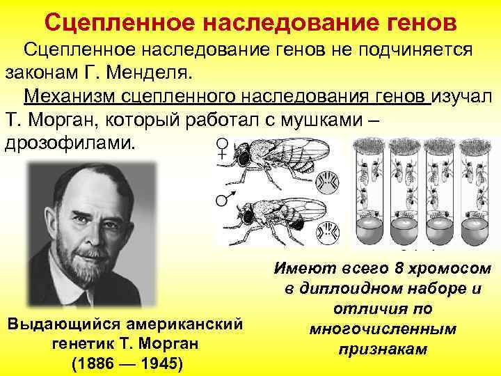 Сцепленное наследование генов не подчиняется законам Г. Менделя. Механизм сцепленного наследования генов изучал Т.