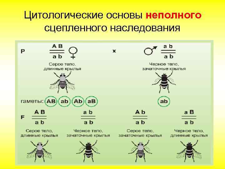 Цитологические основы неполного сцепленного наследования 
