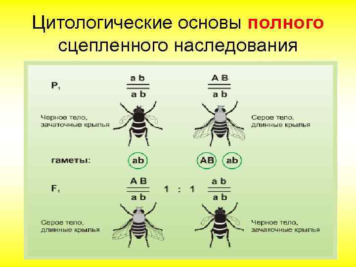 Цитологические основы полного сцепленного наследования 