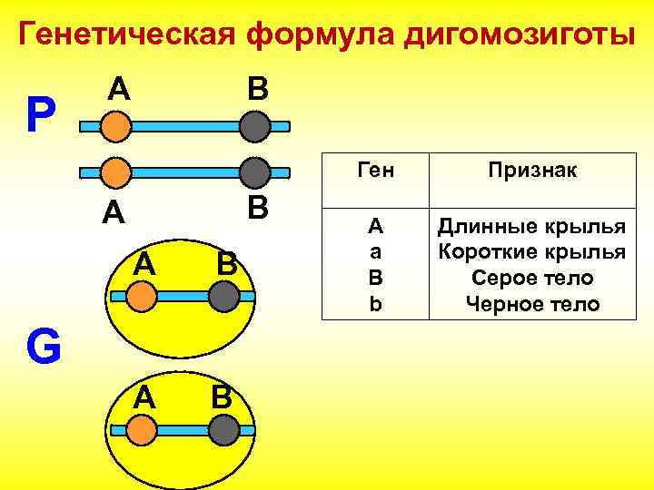 Генетическая формула дигомозиготы P А B Ген B А А B G Признак А