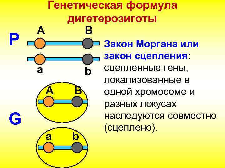 Сцепленное наследование генов презентация