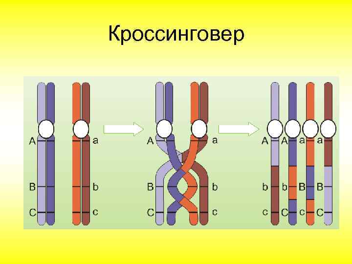 Кроссинговер 