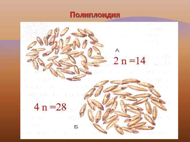 Полиплоидия