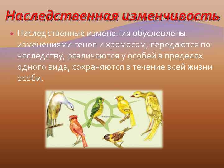 Генетическая изменчивость