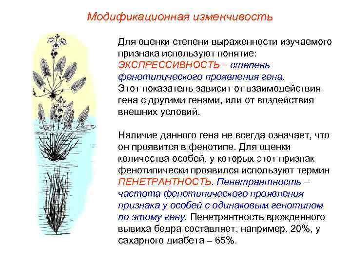 Модификационная изменчивость Для оценки степени выраженности изучаемого признака используют понятие: ЭКСПРЕССИВНОСТЬ – степень фенотипического
