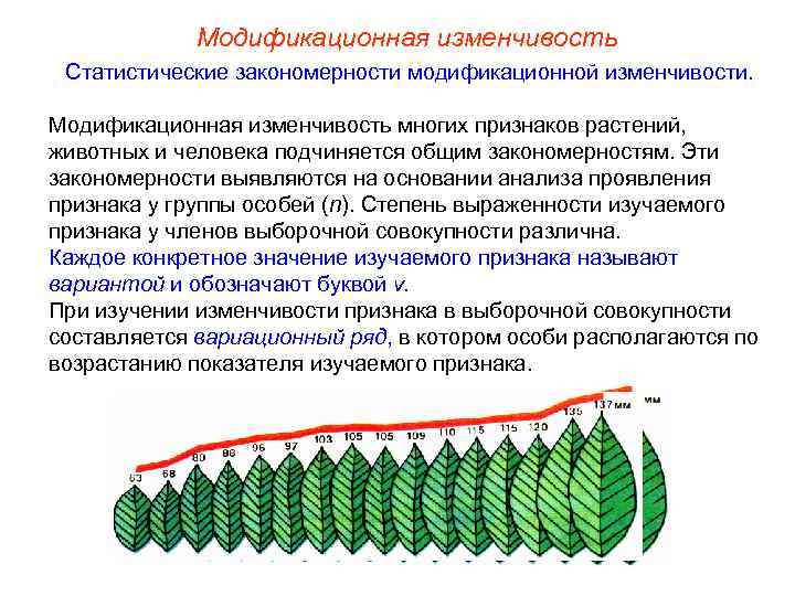 Модификационная изменчивость Статистические закономерности модификационной изменчивости. Модификационная изменчивость многих признаков растений, животных и человека