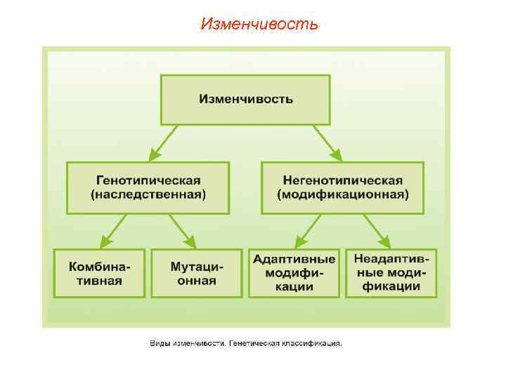 Изменчивость 
