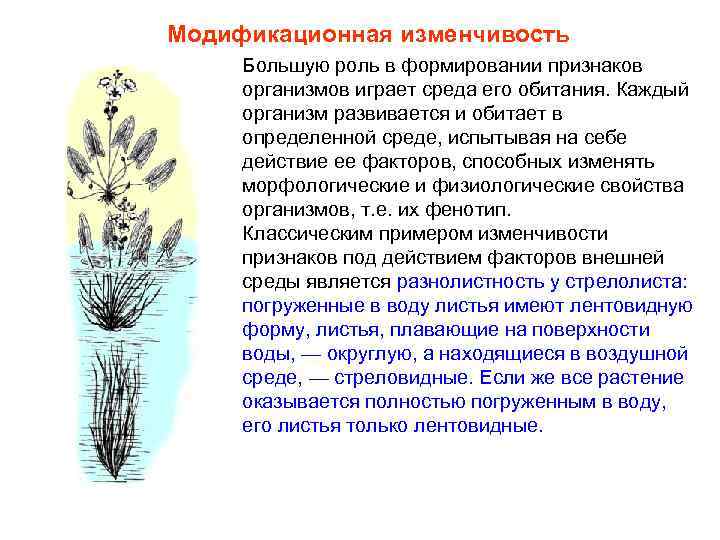 Модификационная изменчивость Большую роль в формировании признаков организмов играет среда его обитания. Каждый организм