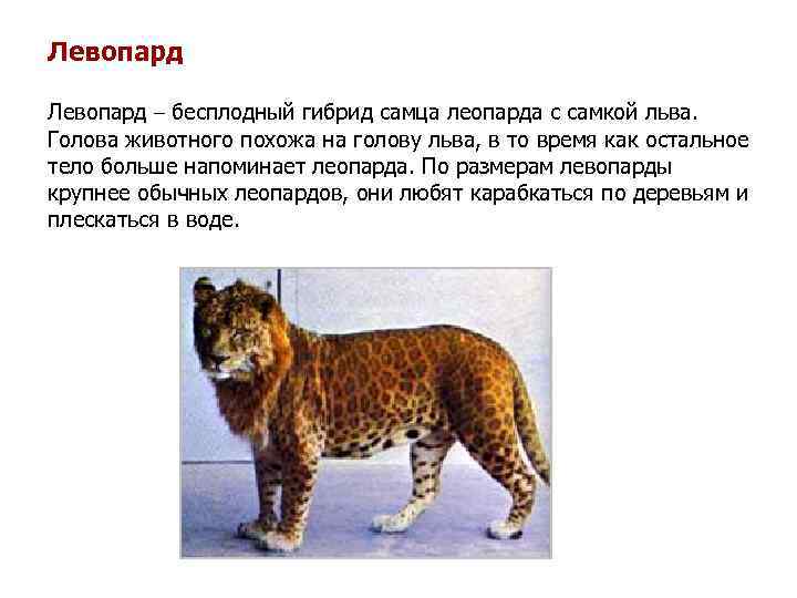 Левопард – бесплодный гибрид самца леопарда с самкой льва. Голова животного похожа на голову