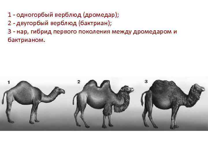 1 - одногорбый верблюд (дромедар); 2 - двугорбый верблюд (бактриан); 3 - нар, гибрид