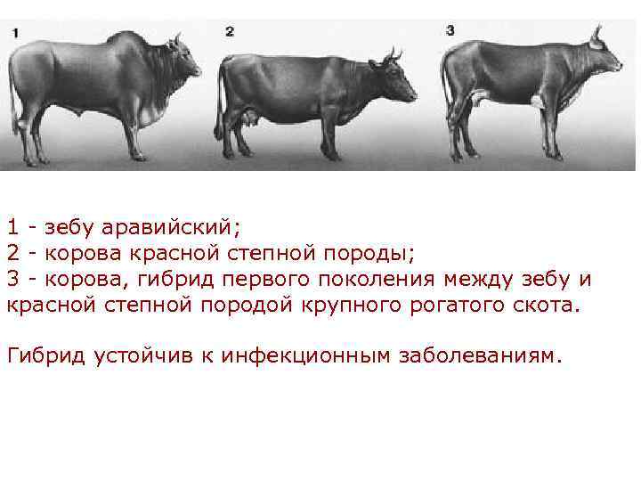 1 - зебу аравийский; 2 - корова красной степной породы; 3 - корова, гибрид