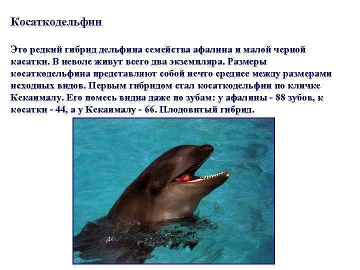 Косаткодельфин Это редкий гибрид дельфина семейства афалина и малой черной касатки. В неволе живут