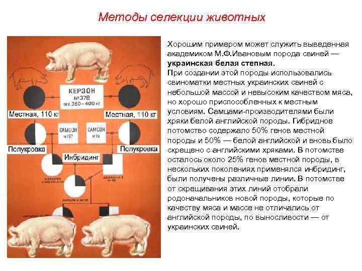 Методы селекции животных Хорошим примером может служить выведенная академиком М. Ф. Ивановым порода свиней