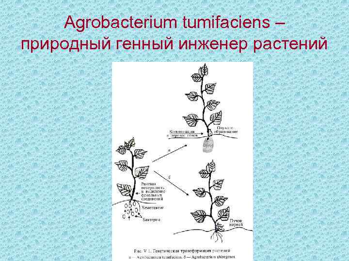 Agrobacterium tumifaciens – природный генный инженер растений 