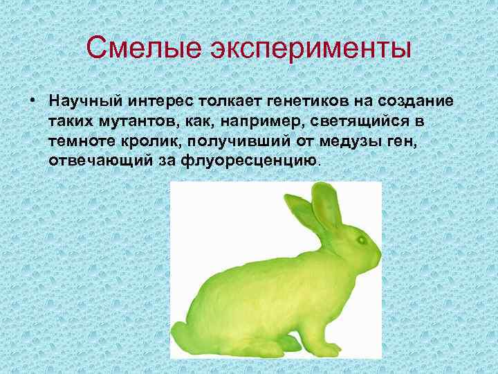 Смелые эксперименты • Научный интерес толкает генетиков на создание таких мутантов, как, например, светящийся
