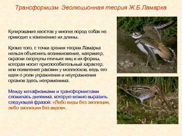 Трансформизм. Эволюционная теория Ж. Б. Ламарка Купирование хвостов у многих пород собак не приводит