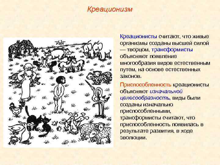 Креационизм Креационисты считают, что живые организмы созданы высшей силой — творцом, трансформисты объясняют появление