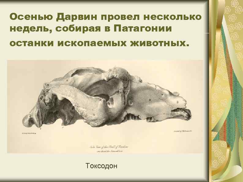 Осенью Дарвин провел несколько недель, собирая в Патагонии останки ископаемых животных. Токсодон 