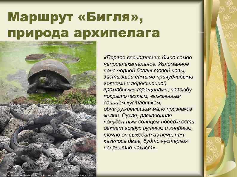 Маршрут «Бигля» , природа архипелага «Первое впечатление было самое непривлекательное. Изломанное поле черной базальтовой