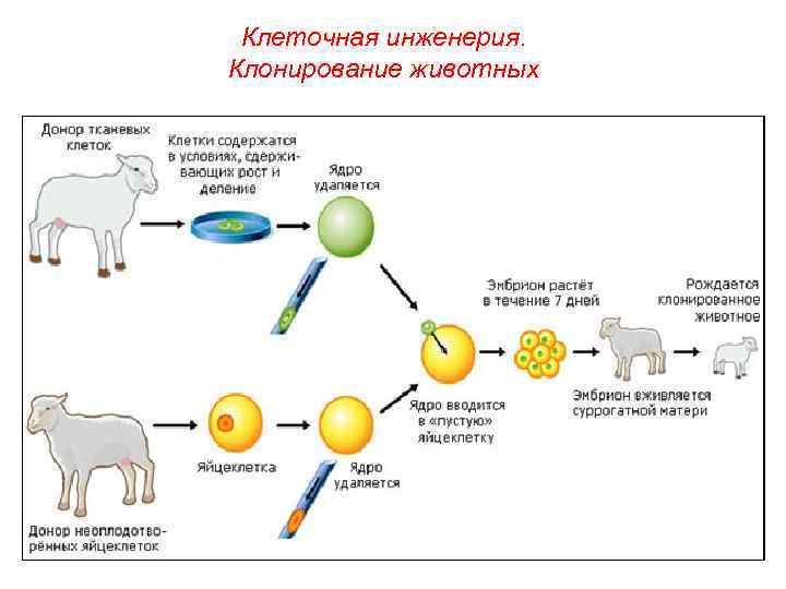 Клеточная инженерия в селекции презентация