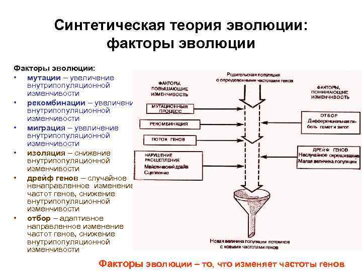 Синтетическая теория эволюции: факторы эволюции Факторы эволюции: • мутации – увеличение внутрипопуляционной изменчивости •