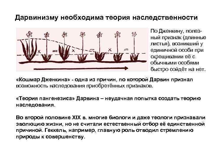 Дарвинизму необходима теория наследственности По Дженкину, полезный признак (длинные листья), возникший у единичной особи