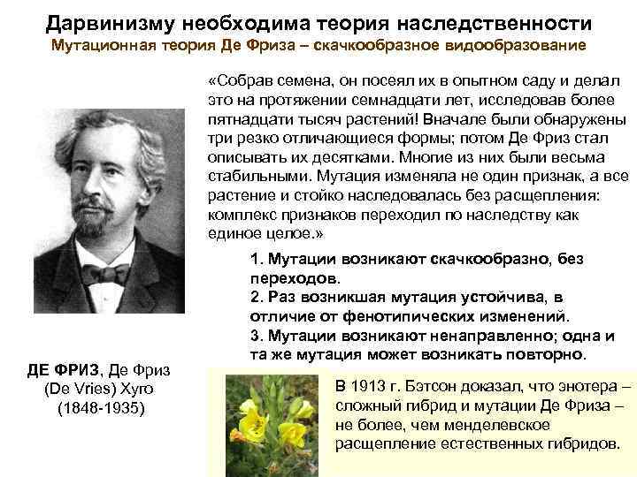 Дарвинизму необходима теория наследственности Мутационная теория Де Фриза – скачкообразное видообразование «Собрав семена, он