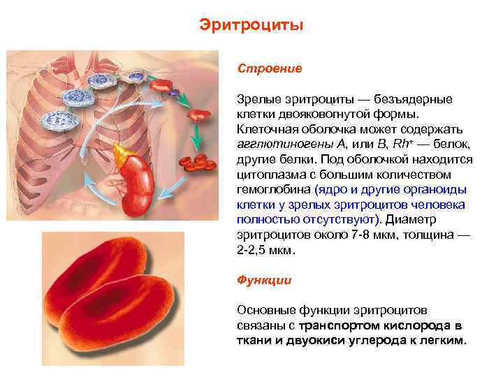 Эритроциты Строение Зрелые эритроциты — безъядерные клетки двояковогнутой формы. Клеточная оболочка может содержать агглютиногены