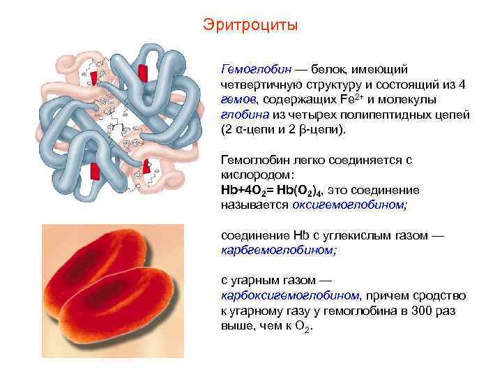 Эритроциты Гемоглобин — белок, имеющий четвертичную структуру и состоящий из 4 гемов, содержащих Fe
